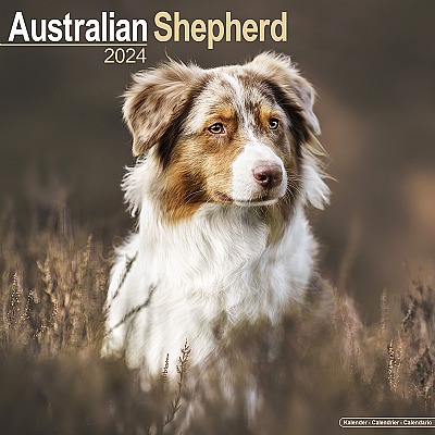 Australian Shepherd Calendar 2024 (Square)